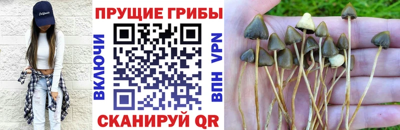 Галлюциногенные грибы Psilocybe  Дегтярск 
